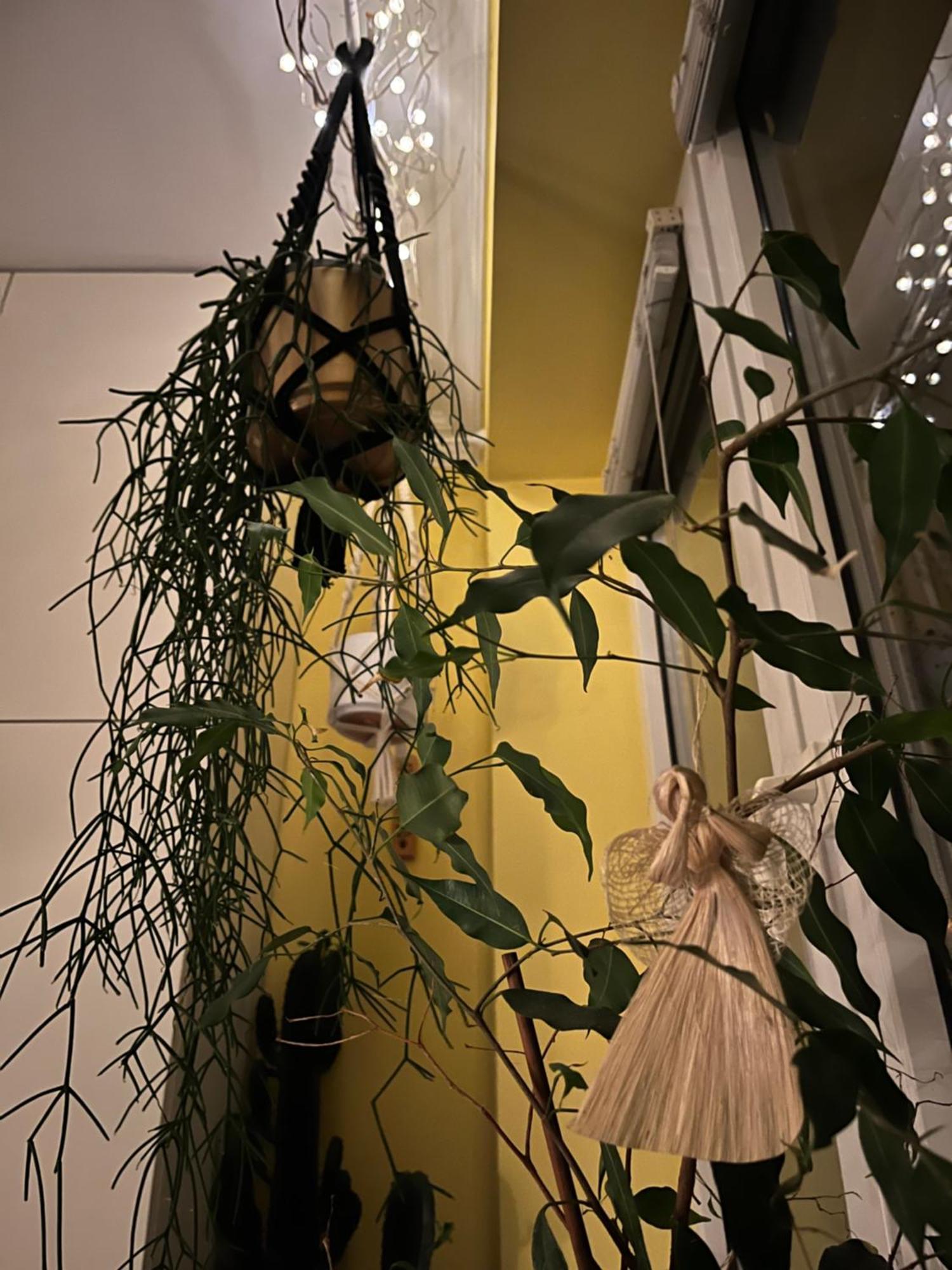 Greenthumb Praska Cracovia Esterno foto